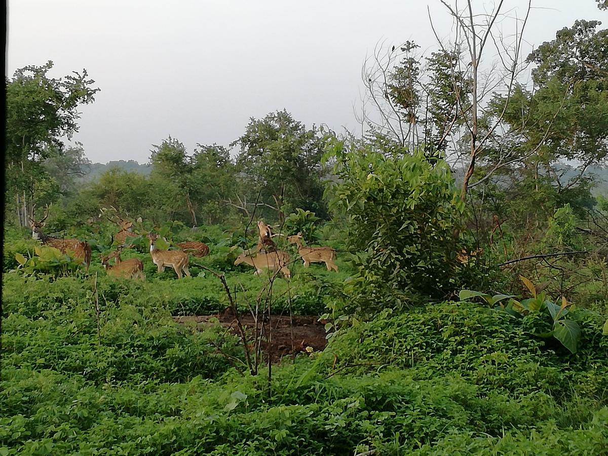 Induwara Safari Resort Удавалаве Екстер'єр фото