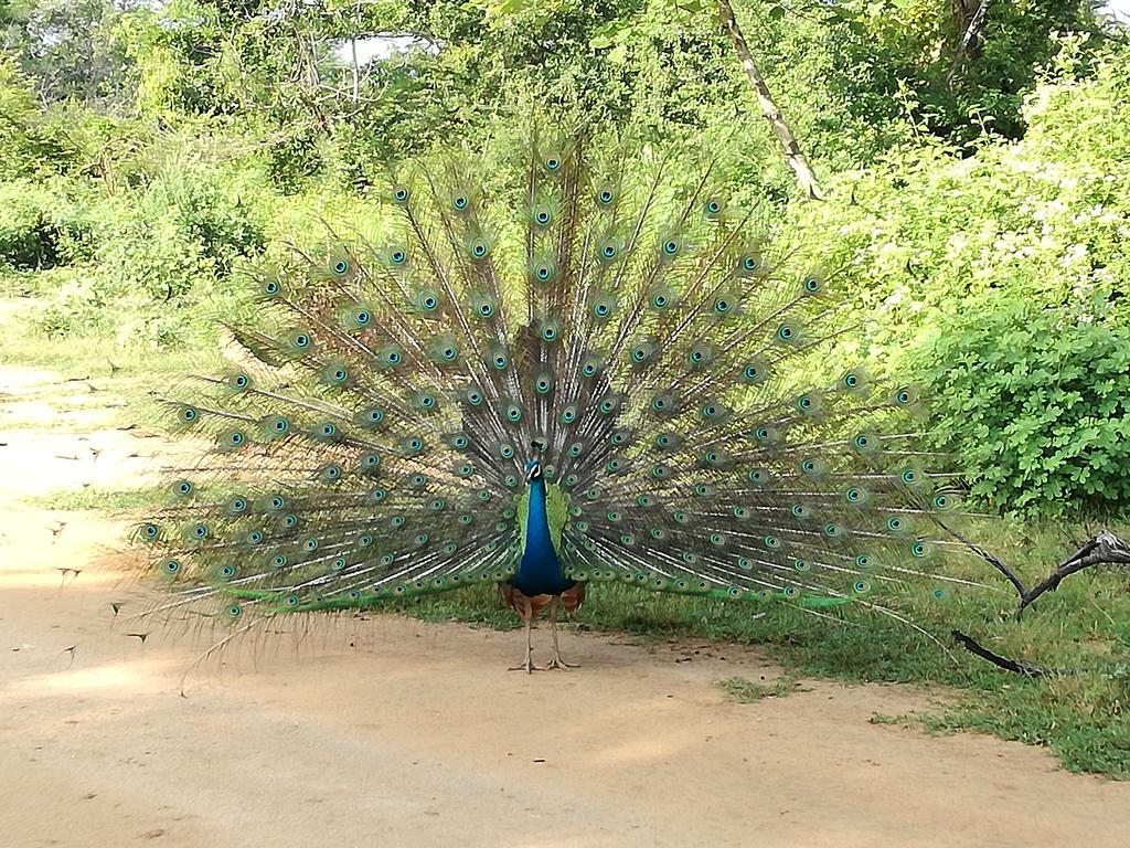 Induwara Safari Resort Удавалаве Екстер'єр фото