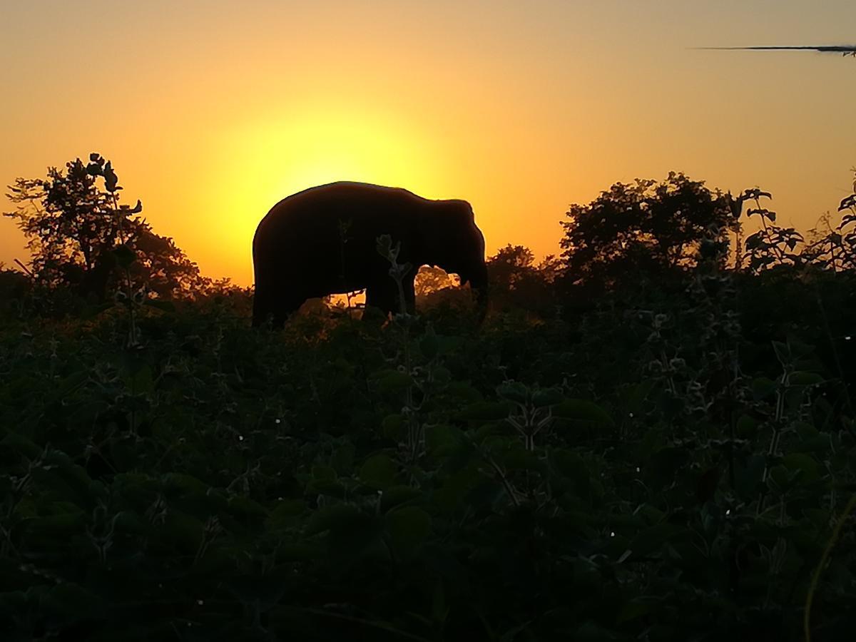 Induwara Safari Resort Удавалаве Екстер'єр фото