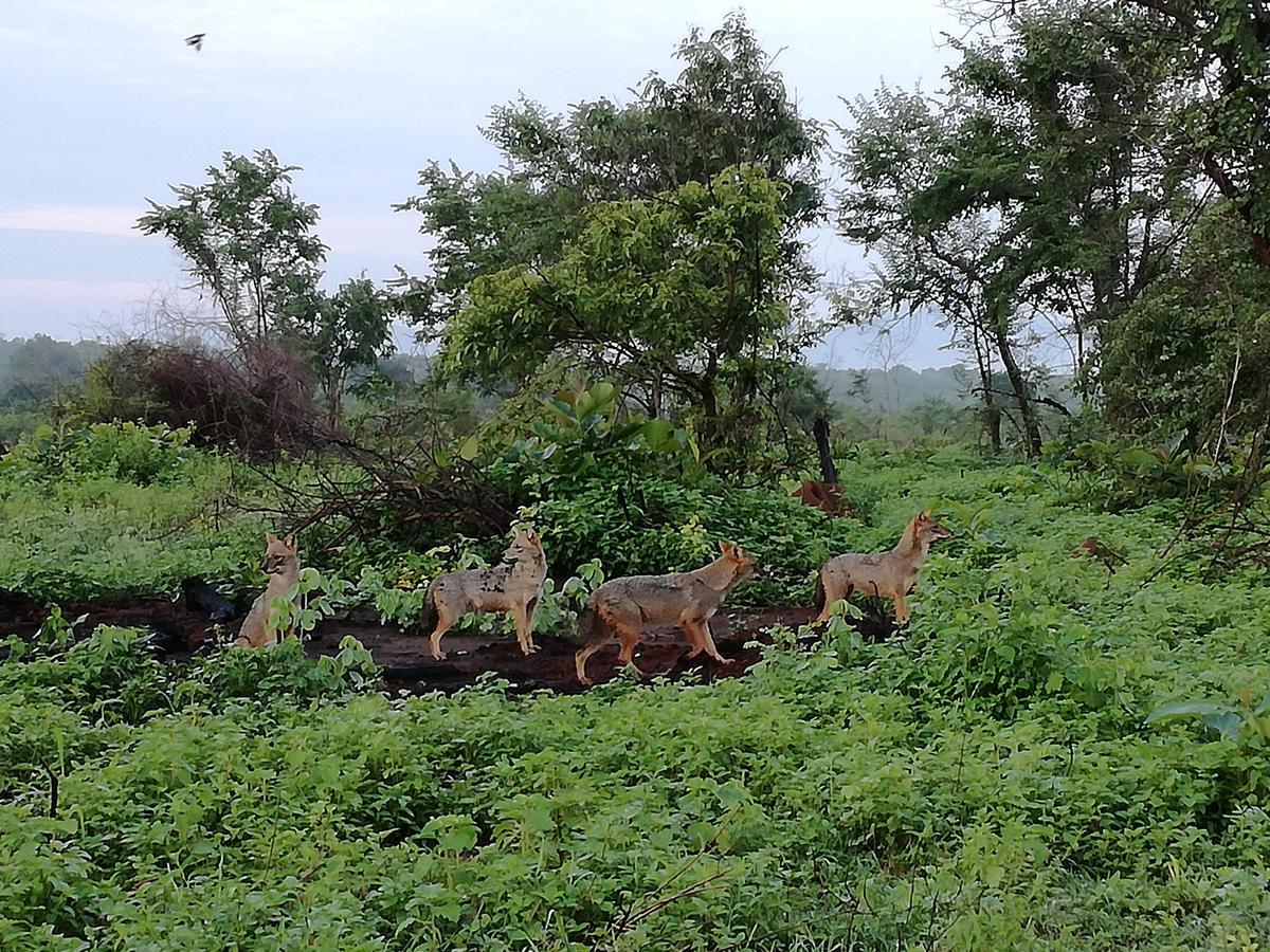 Induwara Safari Resort Удавалаве Екстер'єр фото